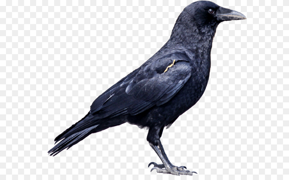 Crows Ata Crows Images Hd, Animal, Bird, Blackbird, Crow Png Image