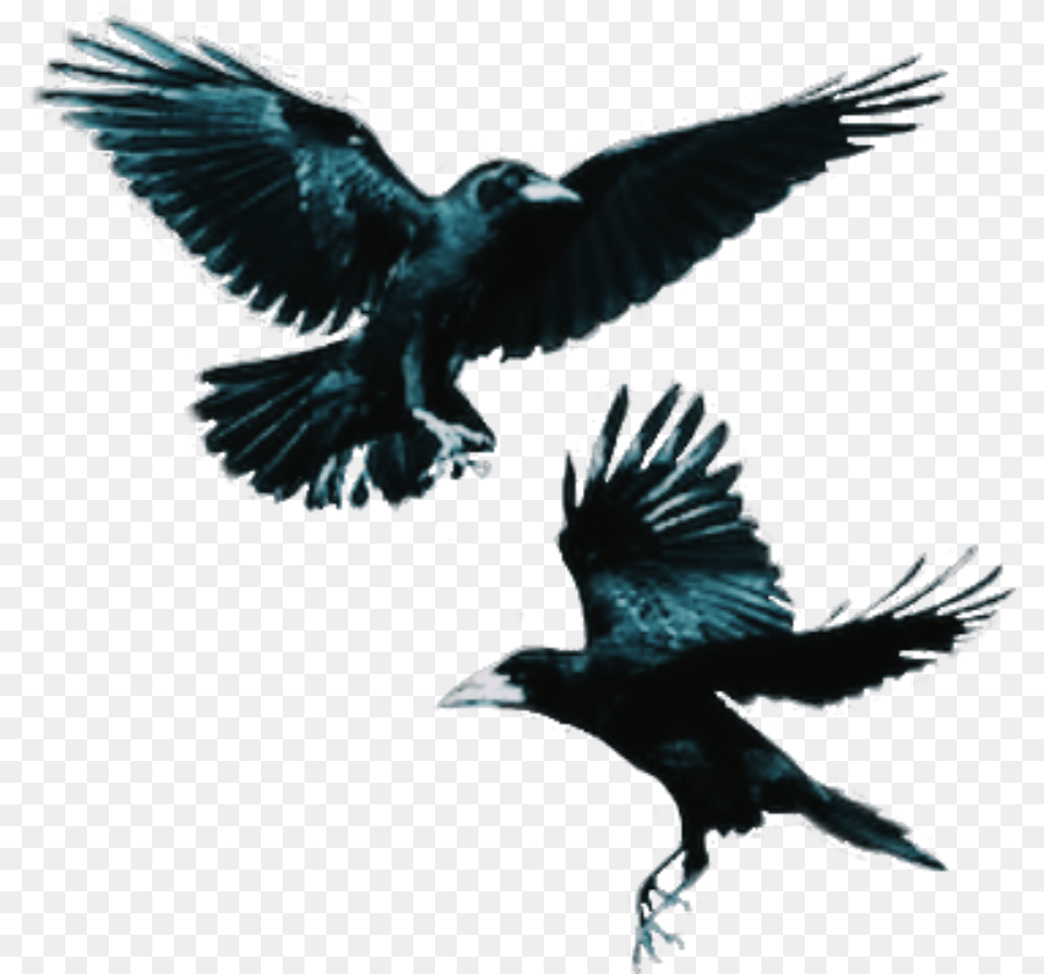 Crows Bird Flying Dark Flying Crow, Animal, Blackbird Png