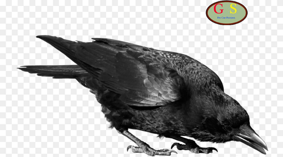 Crows Clip Art Crow Transparent, Animal, Bird, Blackbird Free Png Download