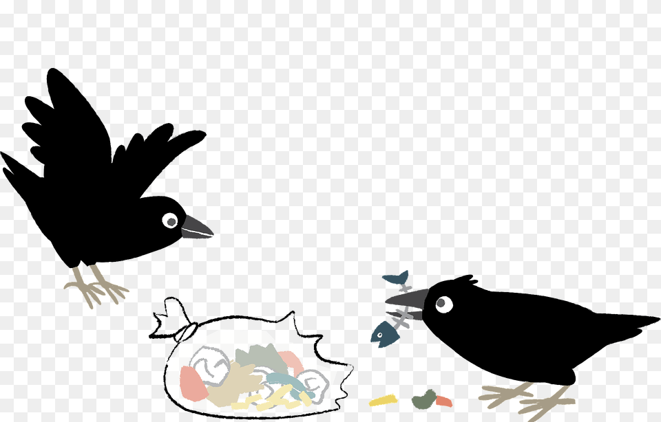 Crows Eat Garbage Clipart, Animal, Beak, Bird, Blackbird Png Image
