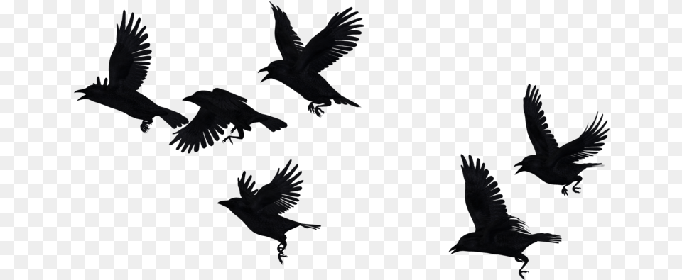 Crows Flying Transparent Background, Animal, Bird, Blackbird Png