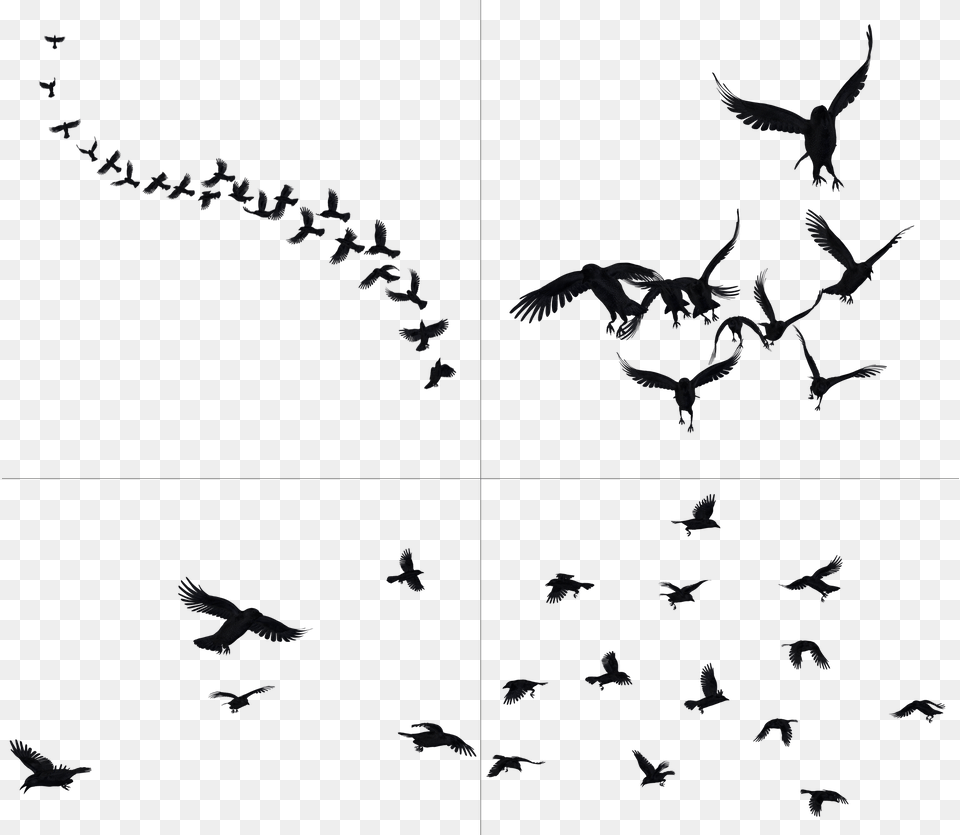 Crows In Flight Stock Crows, Animal, Bird, Flying, Nature Free Transparent Png