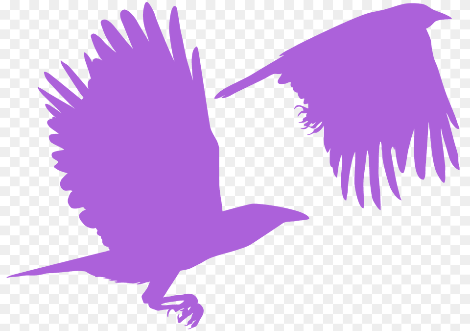 Crows Silhouette, Animal, Bird, Flying, Person Free Transparent Png