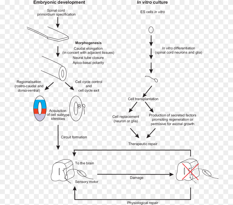 Crucial Steps In Spinal Cord Development And Repair Spinal Cord Morphogenesis Free Transparent Png