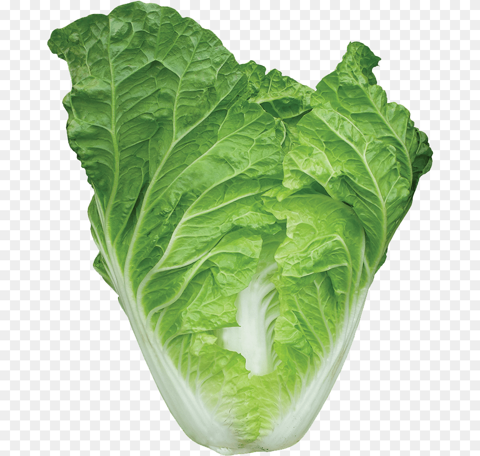 Cruciferous Vegetables, Food, Plant, Produce, Leafy Green Vegetable Free Transparent Png