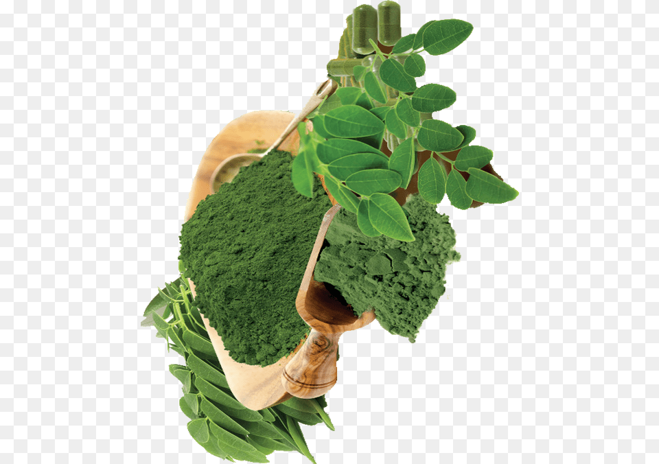 Cruciferous Vegetables, Plant, Green, Herbal, Herbs Png Image