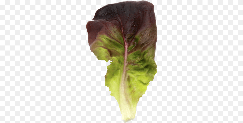 Cruciferous Vegetables, Food, Lettuce, Plant, Produce Free Transparent Png