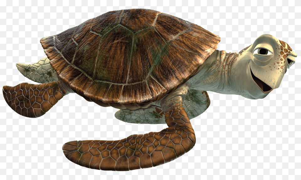 Crush Close Up, Animal, Reptile, Sea Life, Sea Turtle Free Png