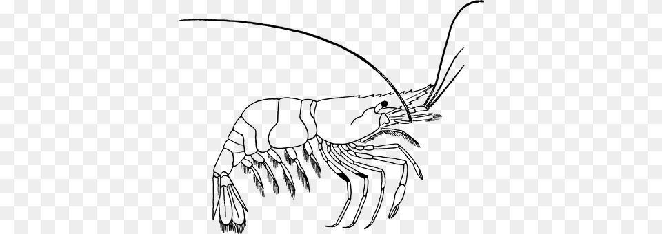 Crustacean Gray Png Image