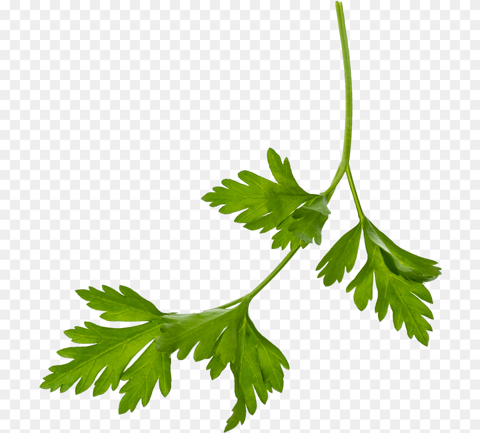 Crustica Coriander, Herbs, Parsley, Plant Png Image