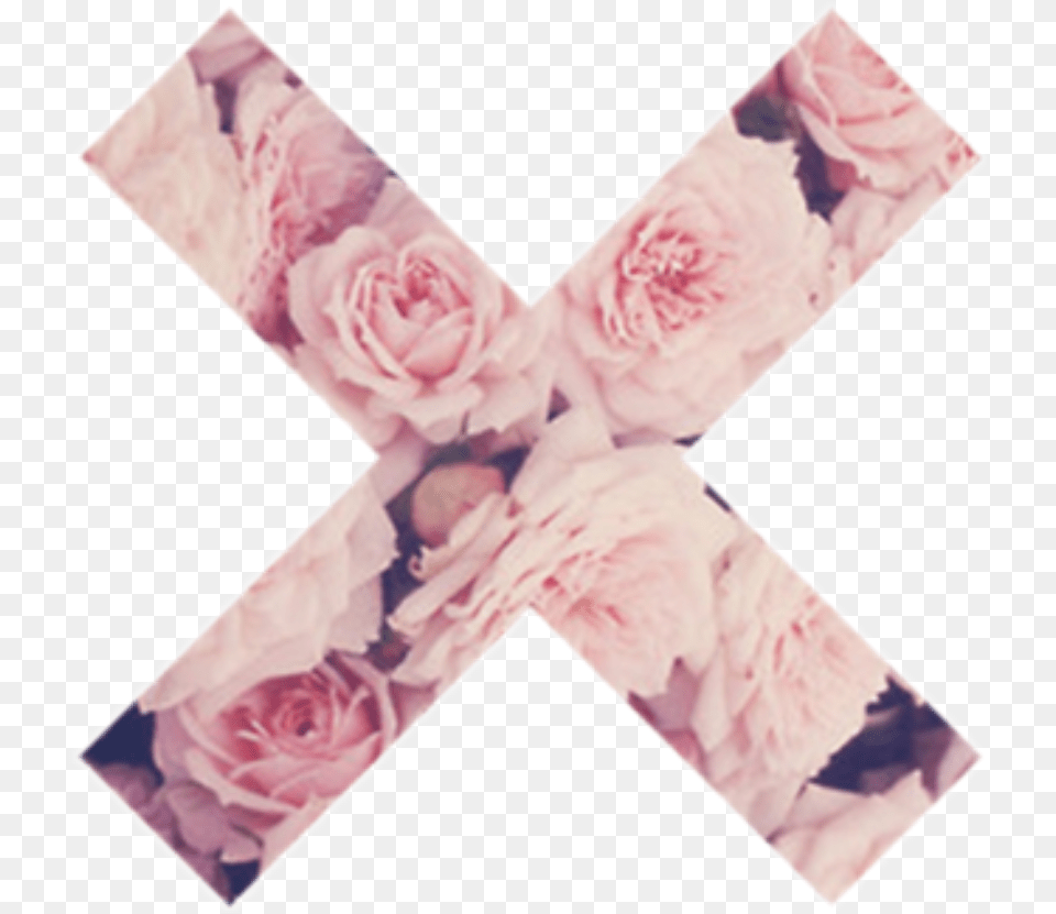 Cruz Flores Rosas Grunge Pink Tumblr Imagenes Tumblr Flowers, Flower, Plant, Rose, Carnation Free Transparent Png