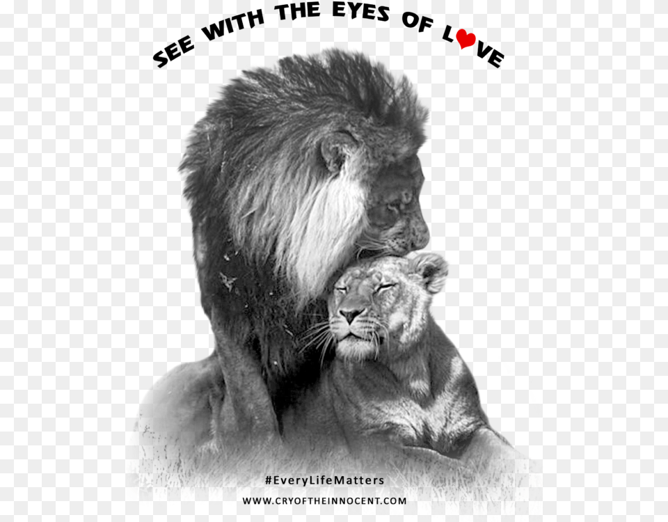 Crying Eyes The Spirit Of Love Is Universal As The Lionne Et Son Lion, Animal, Mammal, Wildlife Png