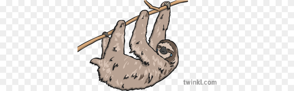Crying Sloth Illustration Twinkl Sloth Twinkl, Mammal, Animal, Wildlife, Three-toed Sloth Free Png Download
