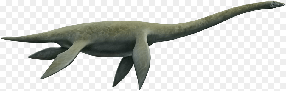 Cryptoclidus Profile Plesiosaurus, Animal, Fish, Sea Life, Shark Png Image