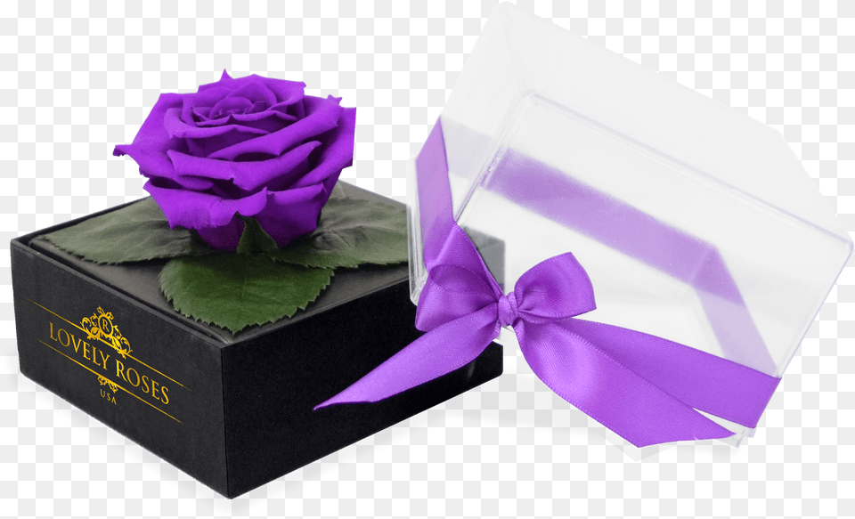 Crystal One Love Purple Rose African Violets, Flower, Plant, Box Free Png
