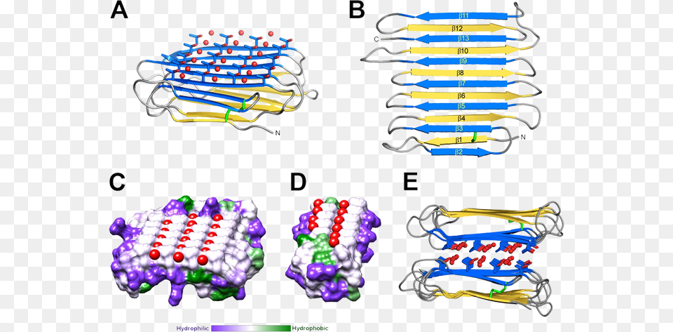 Crystal Structure Of Riafp Antifreeze Protein Structure, People, Person, Art, Graphics Png