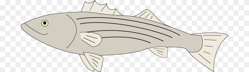 Css Animations Aren39t That Tough Animated Striped Bass, Animal, Sea Life, Tuna, Fish Free Png