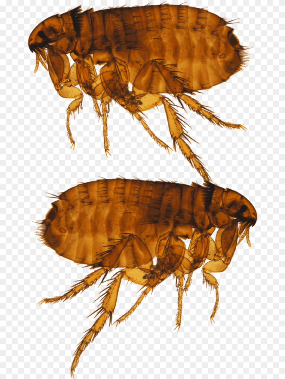 Ctenocephalides Felis, Animal, Flea, Insect, Invertebrate Free Png