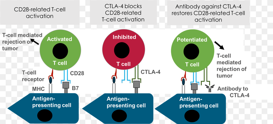 Ctla4 In The Immune System T Cell Priming, Diagram Png Image