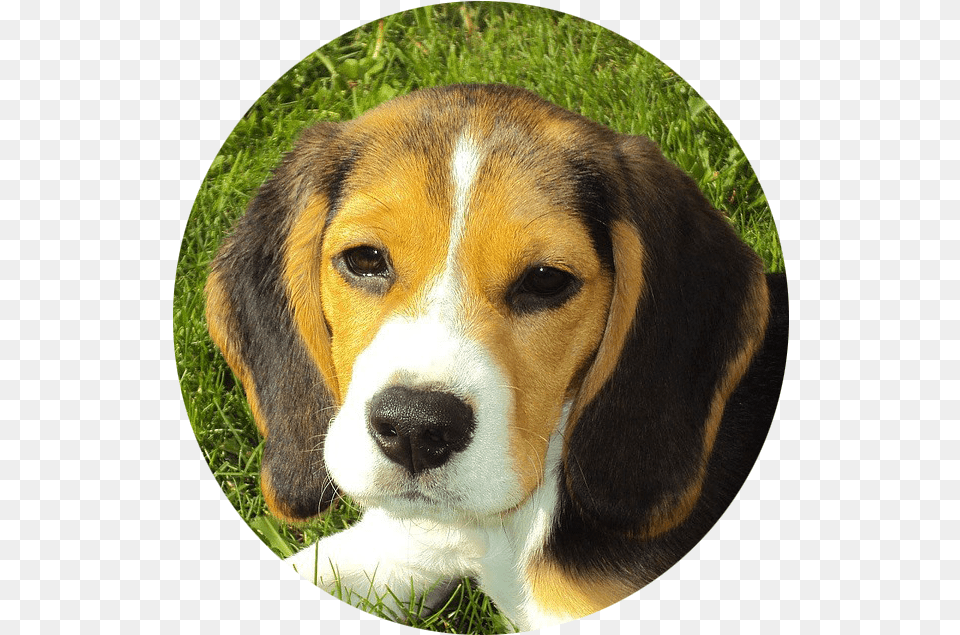 Cualidades De Un Perro, Animal, Beagle, Canine, Dog Png