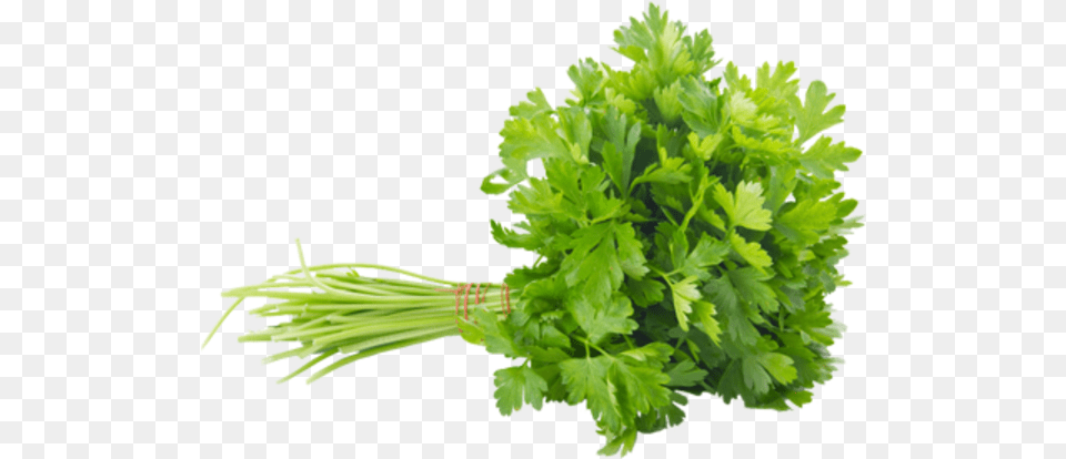 Cub Parsley Persil Plat, Herbs, Plant Free Png Download