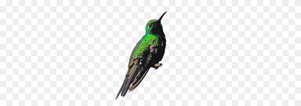 Cuba Animal, Bird, Hummingbird Png Image