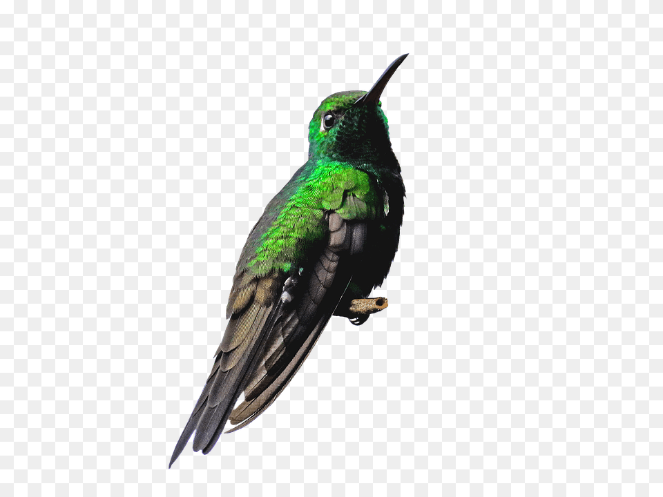 Cuba Animal, Bird, Hummingbird Free Png