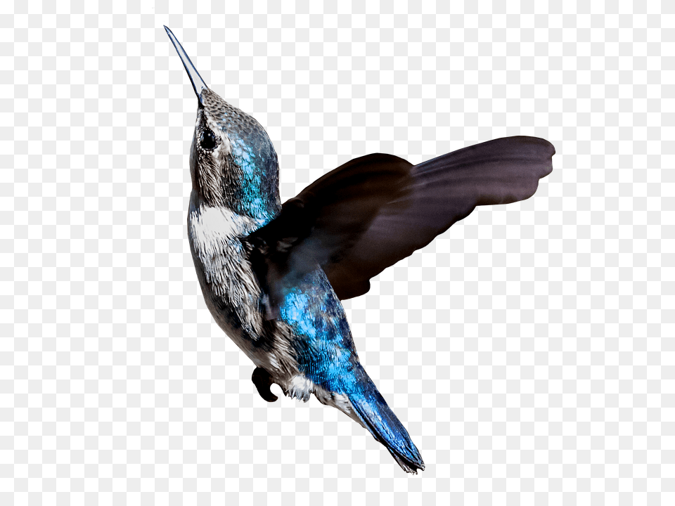 Cuba Animal, Bird, Hummingbird Png