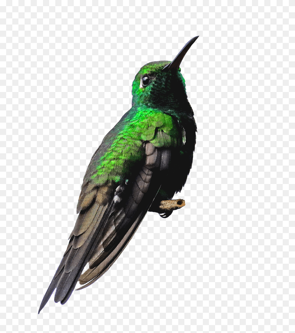 Cuba Cienaga De Zapata Hummingbird Green Humming Bird, Animal Free Png