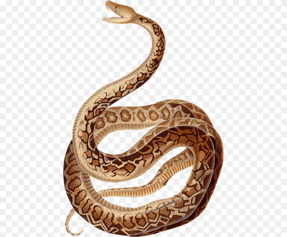 Cuban Boa Ny Snakes Scientific Illustrations, Animal, Reptile, Snake, Rock Python Free Transparent Png