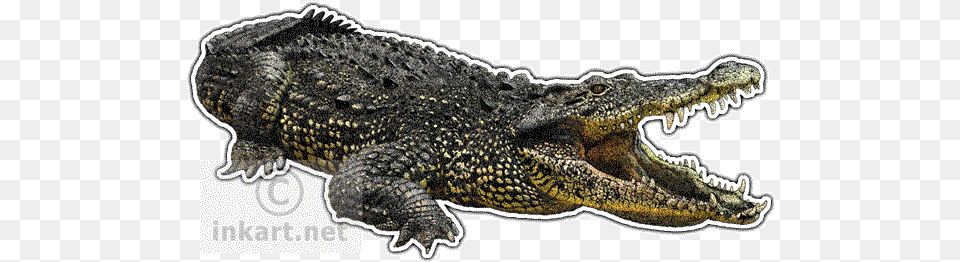 Cuban Crocodile Decal Color Is A Crocodile, Animal, Lizard, Reptile Free Png