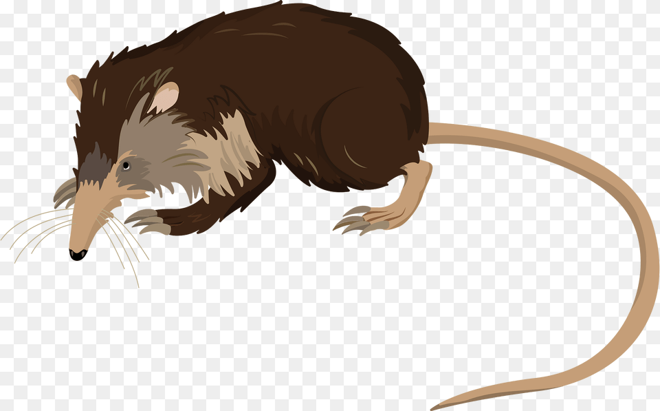 Cuban Solenodon Clipart, Animal, Mammal, Rat, Rodent Free Transparent Png