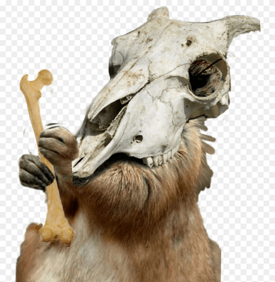 Cubone Deer, Animal, Beak, Bird, Dinosaur Free Png Download