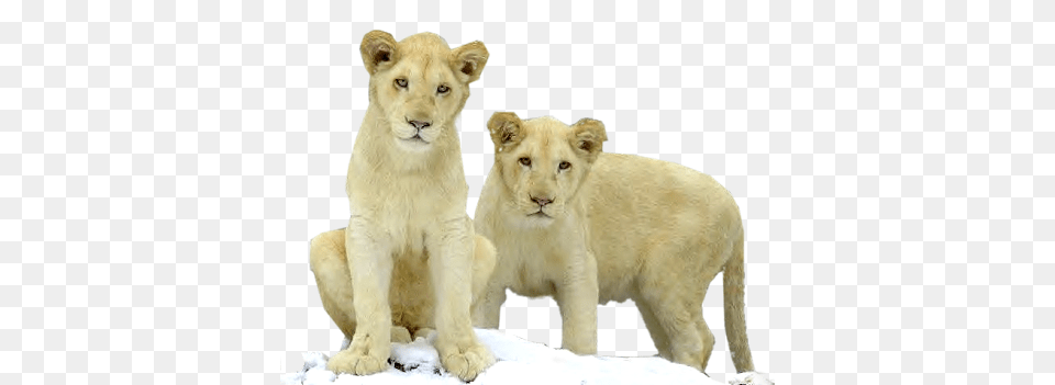 Cubs Lion With Cub, Animal, Mammal, Wildlife, Zoo Free Transparent Png