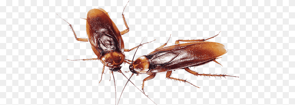 Cucaracha Americana Cockroach Family Transparent Background, Animal, Insect, Invertebrate Free Png