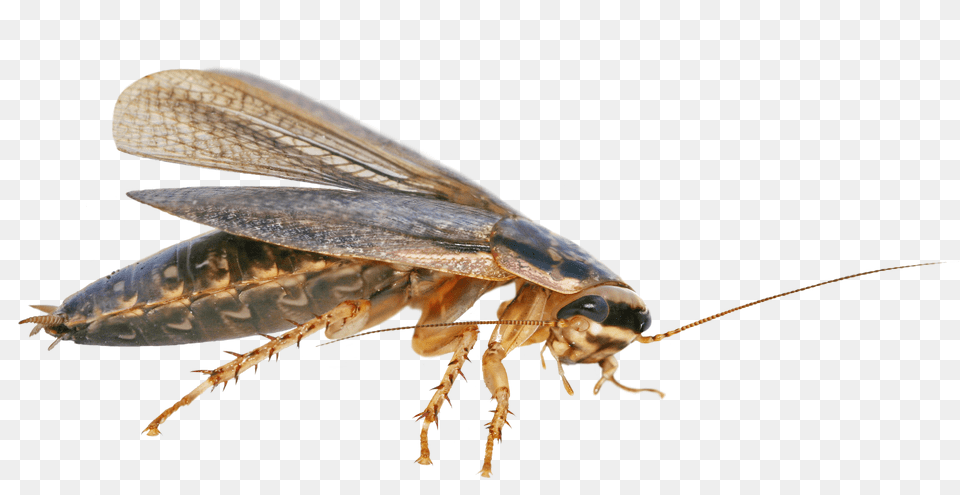 Cucaracha Americana Cucaracha, Animal, Insect, Invertebrate, Cockroach Png