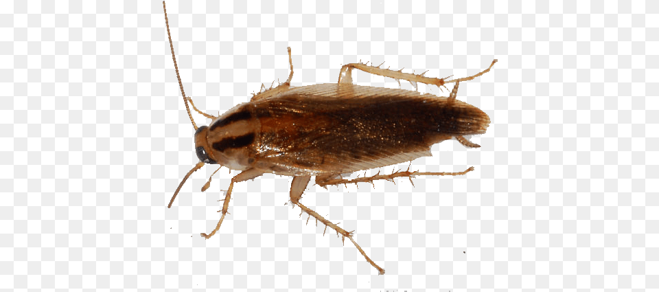 Cucaracha Germanica German Cockroach, Animal, Insect, Invertebrate Png Image