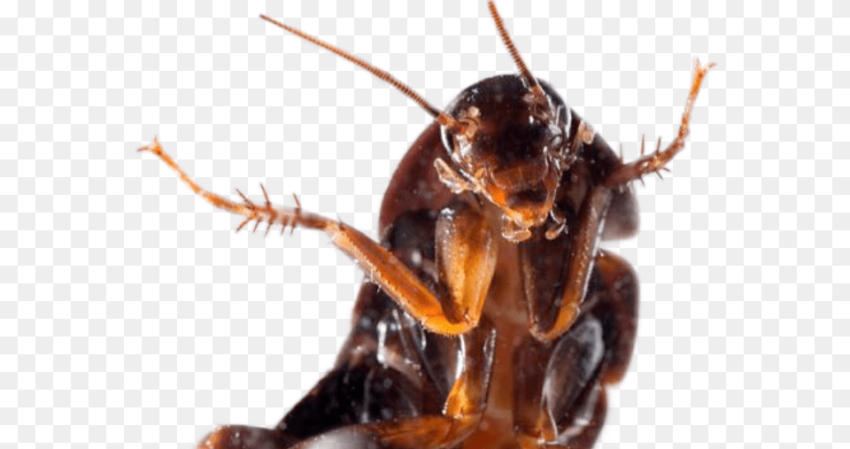 Cucaracha Roach Taking A Selfie, Animal, Bee, Insect, Invertebrate Free Png Download
