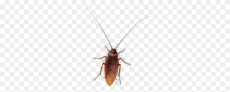 Cucaracha Vista Superior Cockroach, Animal Free Png