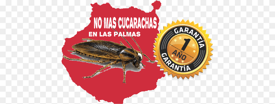 Cucarachas Las Palmas Dimplex Castillo Electric Fire Silver, Animal, Insect, Invertebrate, Cockroach Png Image
