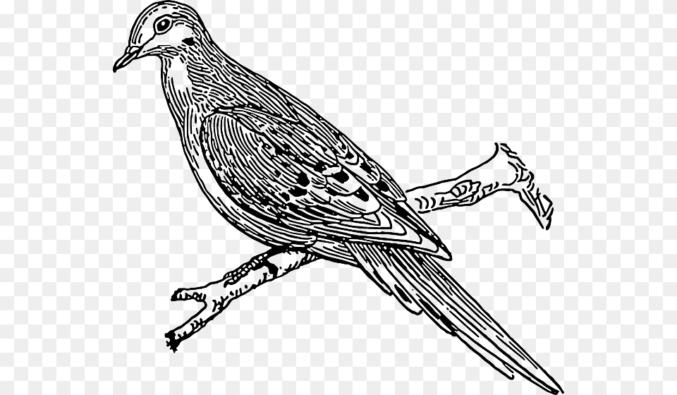 Cuckoo Clipart Black And White, Animal, Bird, Art, Drawing Free Transparent Png