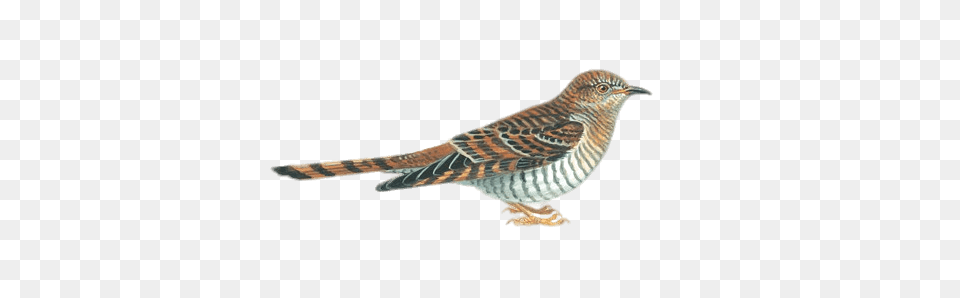 Cuckoo Drawing, Animal, Anthus, Bird, Wren Free Transparent Png