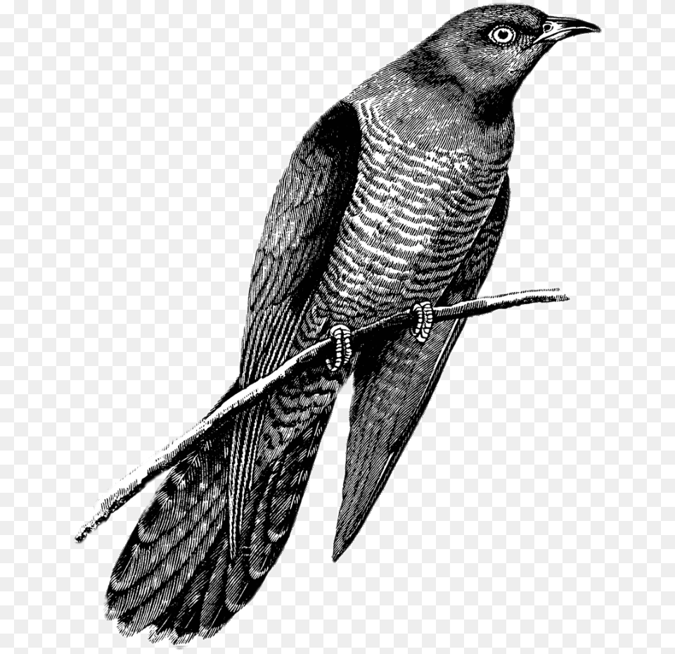 Cuckoo Drawing Black And White, Animal, Bird, Blackbird Png Image