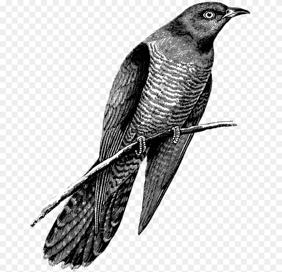 Cuckoo Drawing Black And White Transparent Stickpng Easy Cuckoo Bird Drawing, Animal, Accipiter, Blackbird Png