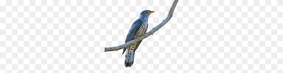 Cuckoo On A Branch, Animal, Bird, Accipiter, Kite Bird Png Image