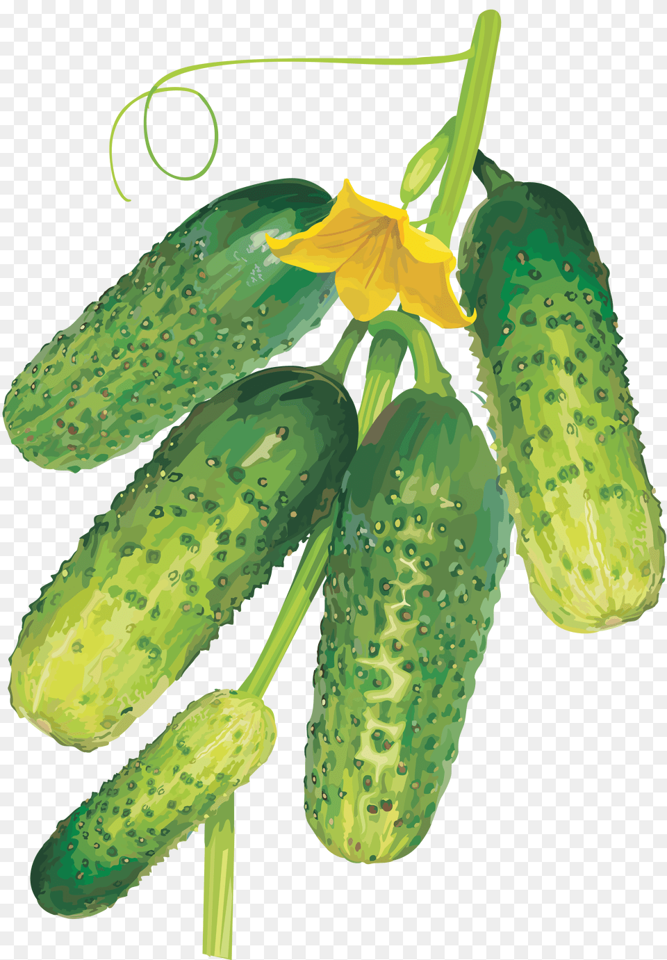 Cucumber, Food, Plant, Produce, Vegetable Free Png Download