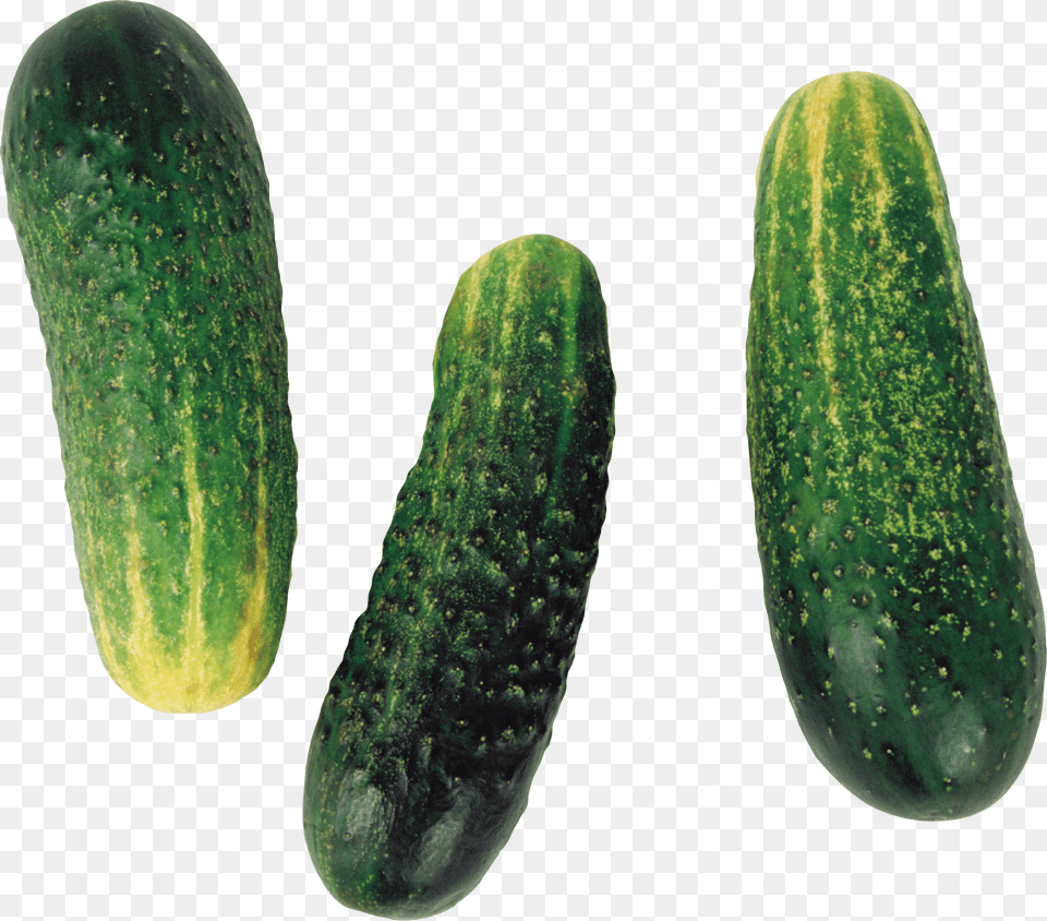 Cucumber, Food, Plant, Produce, Vegetable Free Png