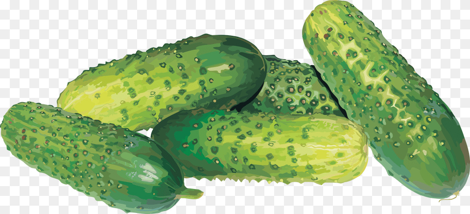 Cucumber, Food, Plant, Produce, Vegetable Free Png