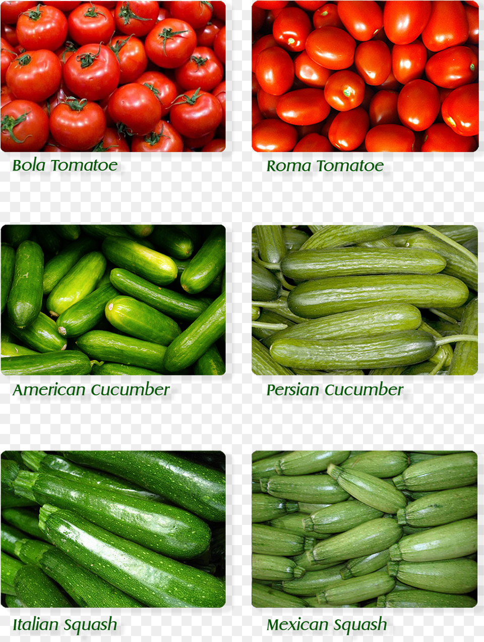 Cucumber, Food, Plant, Produce, Squash Free Transparent Png