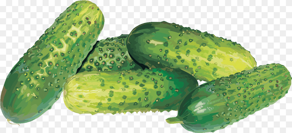 Cucumber, Food, Plant, Produce, Vegetable Free Png